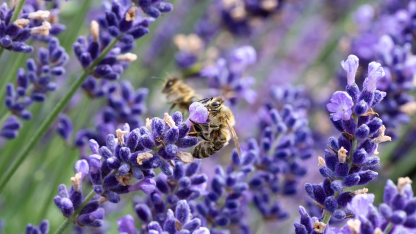 华为发布全新鸿蒙next全场景智能操作系统，极客时间鸿蒙next应用开发训练营全新上线