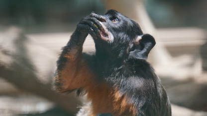 核心成员离开、5年未见重大更新，swift 6发布后，是更值得期待还是更让人失望？