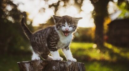 oppo发布首颗自研npu芯片:历时3年研发,算力比肩苹果