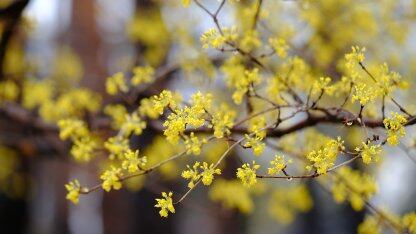 jetpack compose终于能稳定支持wear os,并带来了适用于手机和平板的1.2版本更新