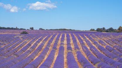 高性能 java 网关 shenyu 正式毕业,成为 apache 顶级项目