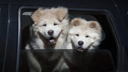 媲美sora？runaway亮相视频生成模型gen-3 alpha，更懂物理世界