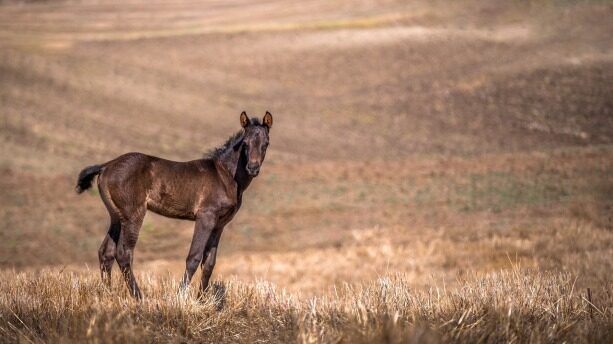 从data infra“卷”到ai infra!星环科技推出知识平台tkh,全面统筹算力、语料、模型与应用