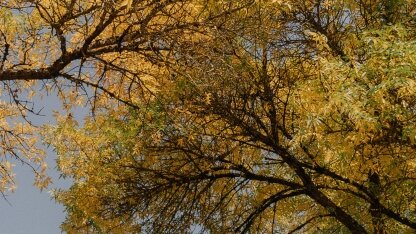 字节跳动开源 kelemetry:面向 kubernetes 控制面的全局追踪系统