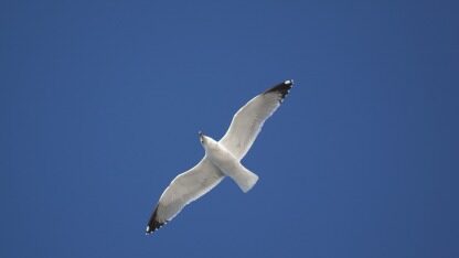 从hpc到ai:探索文件系统的发展及性能评估