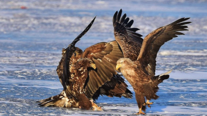 ilya 官宣新公司，主打“恶意”竞争！先拉不缺钱的技术大佬入伙，不盈利也要赢过 openai ！